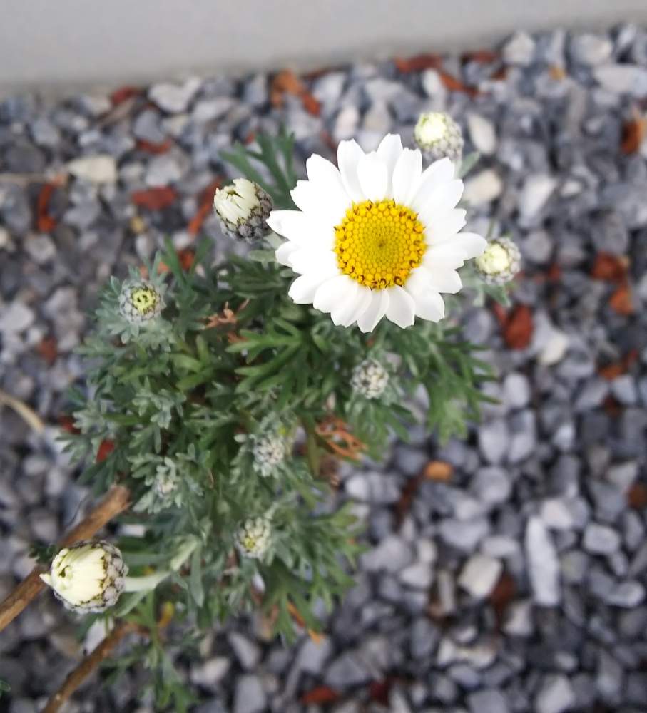 ローダンセマムの投稿画像 By 荒川散歩さん 小さな庭と二年目と可愛い花と春だねと多年草と花のある暮らしとかわいい と二年目と可愛い花と春だねと多年草と花のある暮らしとかわいい 月3月17日 Greensnap グリーンスナップ Greensnap グリーンスナップ