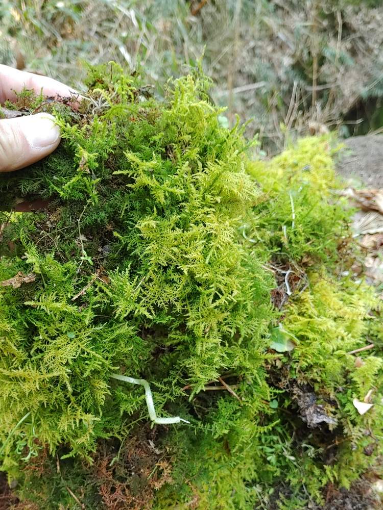 水苔の山の投稿画像 By Rockztさん きれいと癒しと自然界と美しいとミズゴケとお出かけ先ときれいと癒しと自然界と美しい 月3月17日 Greensnap グリーンスナップ Greensnap グリーンスナップ