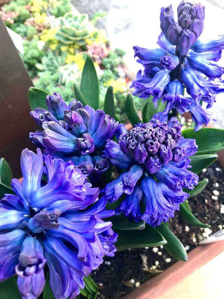 ヒアシンスの投稿画像 By ひろちゃんさん ヒヤシンスとブルースターと青い花と咲いてくれてありがとう と青い花マニアとミステリアスな色とチーム ブルー 月3月17日 Greensnap グリーンスナップ