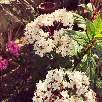 ビバーナムティヌスの画像 by ショートケーキさん | 小さな庭と花のある暮らしとどんどん咲いてねとビバーナムティヌス