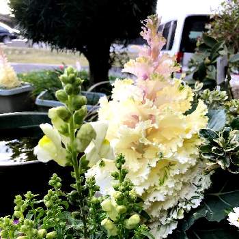 葉牡丹成長記録の投稿画像一覧 Greensnap グリーンスナップ