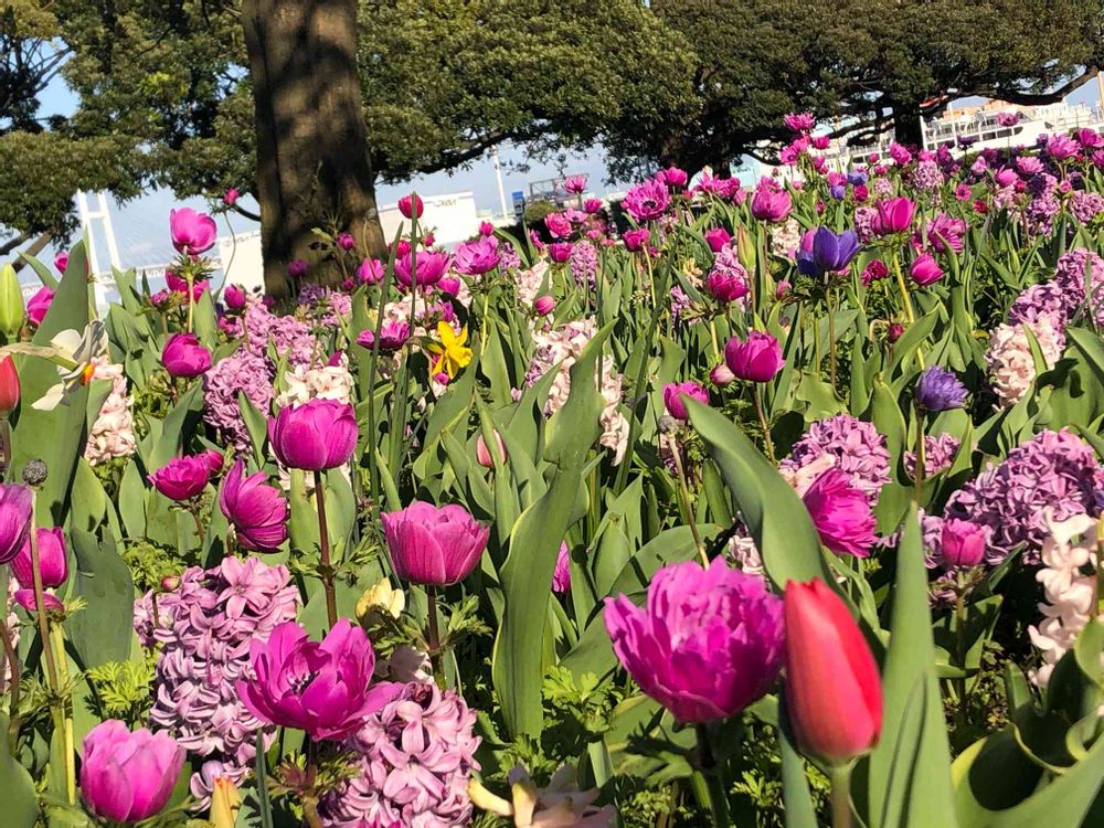 ピノ太郎さんの山下公園への投稿