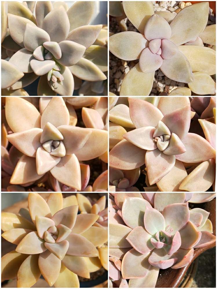 朧月の投稿画像 By たっちんさん 淡雪と桜牡丹とパープルキングと蒼星と桜月と多肉植物と花のある暮らしと多肉のある暮らしと多肉ラボ C 月3月17日 Greensnap グリーンスナップ