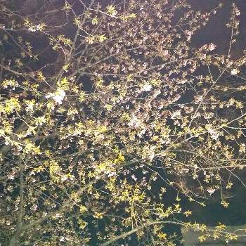 安行寒桜の画像 by まっちゃさん | お出かけ先と安行寒桜と夜桜と葉桜と都会に生きる花
