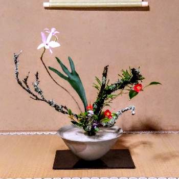 穏やかな日々の投稿画像一覧 Greensnap グリーンスナップ