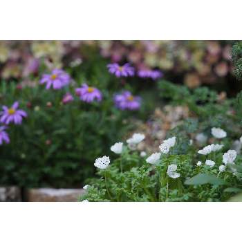 メインの花壇の画像 by 我楽多さん | 小さな庭とネモフィラ・スノーストームと３月の花と三月の箱庭とOLY 40-150mm F2.8 Proとメインの花壇