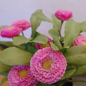 デリケートの画像 by sizさん | お出かけ先とデリケートと繊細とそっくりとポンポン･菊とスプレーマム  ピンクとフェイク・造花と花のある暮らしと色彩