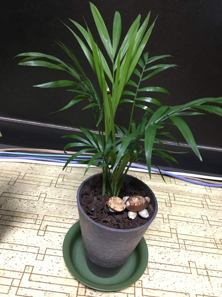 テーブルヤシ Greensnap グリーンスナップ