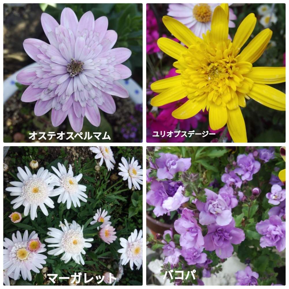 小さな庭の投稿画像 By メリーさん オステオスペルマム とバコパ八重とマーガレット の花と鉢植えと小さい花壇と花のある暮らしと狭い花壇と地植えとユリオプスデージー八重とオステオスペルマム とバコパ八重とマーガレットの花と鉢植えと小さい花壇と花のある暮らしと
