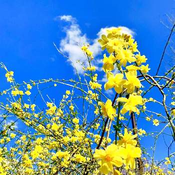 黄梅！の画像 by yoshiさん | お出かけ先と青空が好きと花好き男子と花は大好きと癒されると黄梅！と花のある暮らしと花が好き