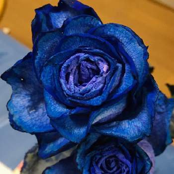 青い薔薇の投稿画像一覧 Greensnap グリーンスナップ