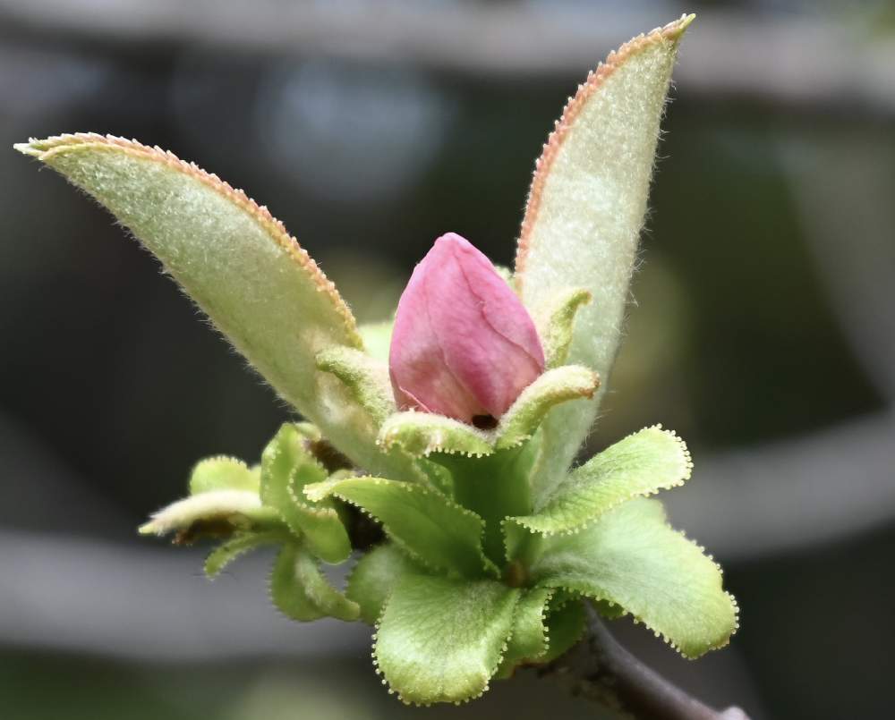 カリンの投稿画像 By てもさん つぼみと実がなる木と樹木の花と木肌に特徴 月3月18日 Greensnap グリーンスナップ