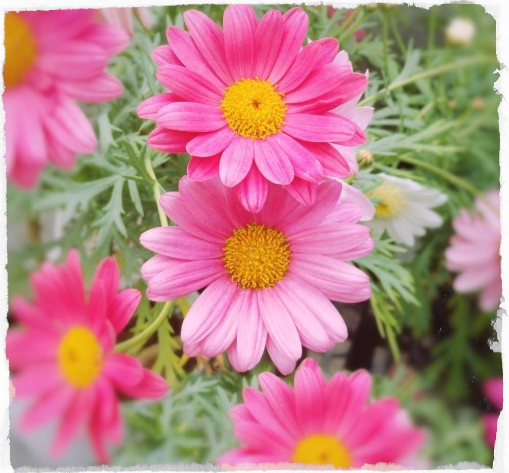 マーガレットの投稿画像 By あおんさん 可愛いとピンクの花と花のある暮らしと可愛い花とスマホ撮影 月3月18日 Greensnap グリーンスナップ