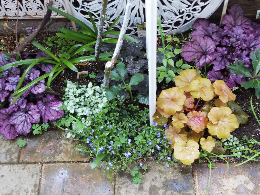 アガパンサスの投稿画像 By M M77さん ベロニカ オックスフォードブルーとヒューケラ ドルチェとラミウム スターリングシルバーとヒューケラ スペルバウンドとヒューケラ スペルバウンドとシェード花壇とシェードガーデンと小さな幸せ と小さな小さな庭と花のある