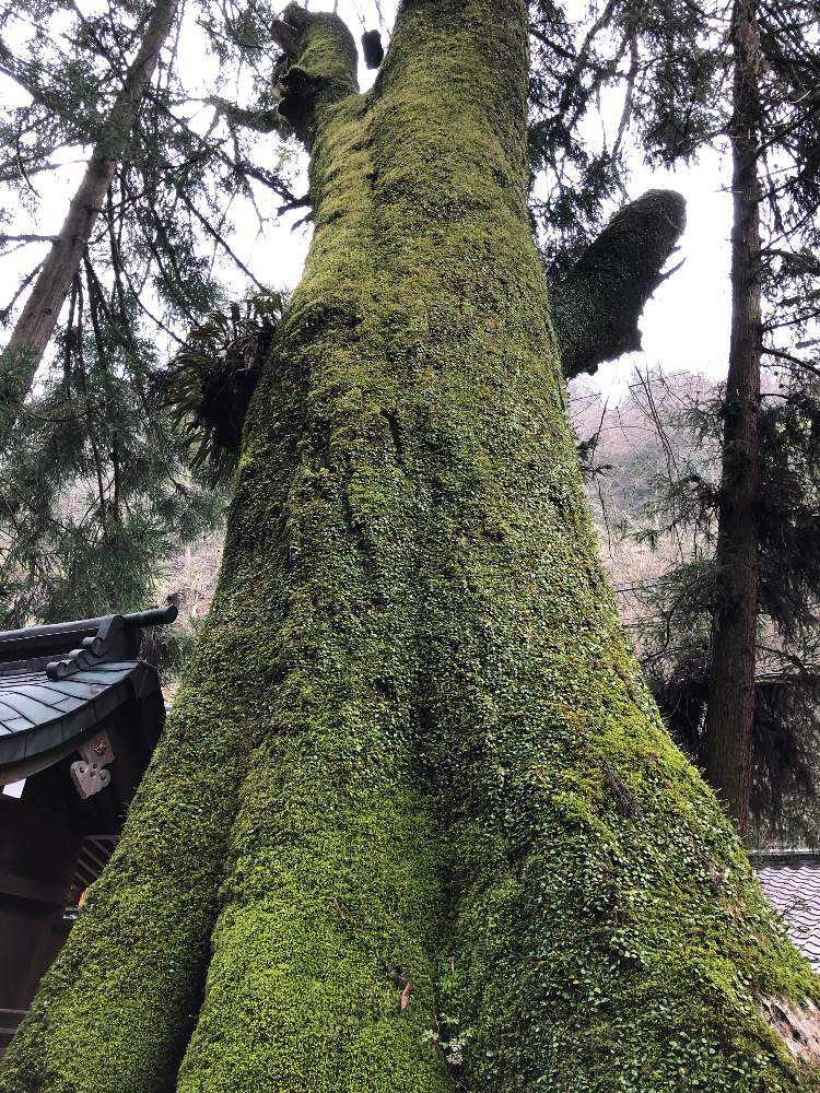 京都 貴船神社 で水占ならぬ苔占 Greensnap グリーンスナップ