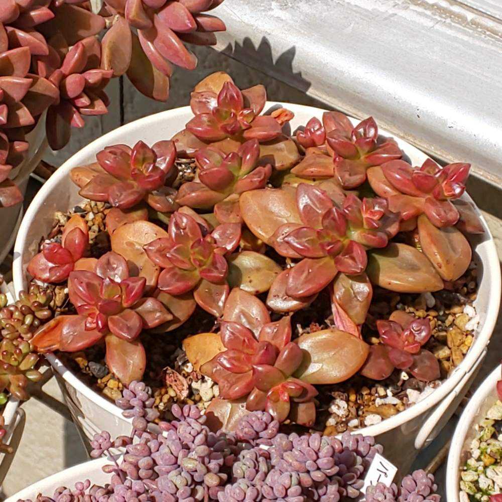 281 あんみつ姫の生長記録【完】｜🍀GreenSnap（グリーンスナップ）