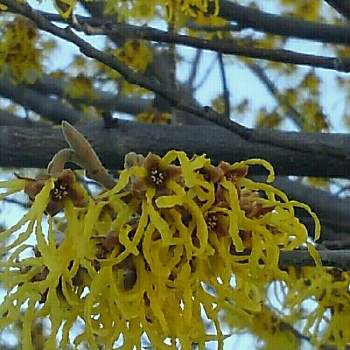 マンサク 万作 満作 の投稿画像一覧 Greensnap グリーンスナップ