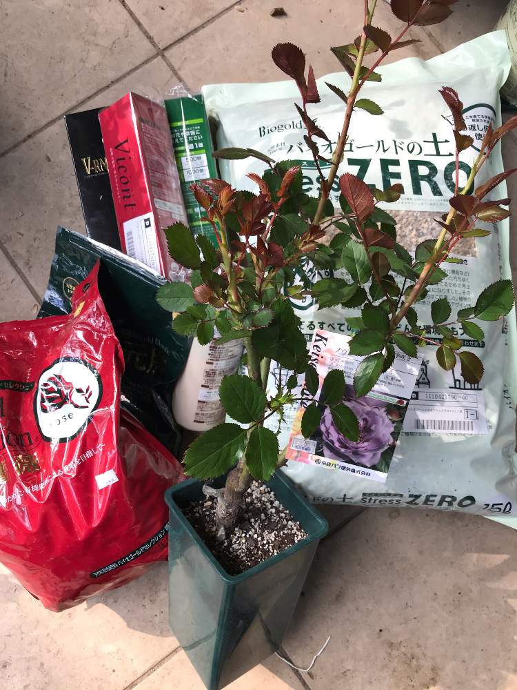 実験 ストレスゼロの土で育てるノヴァーリス Greensnap グリーンスナップ