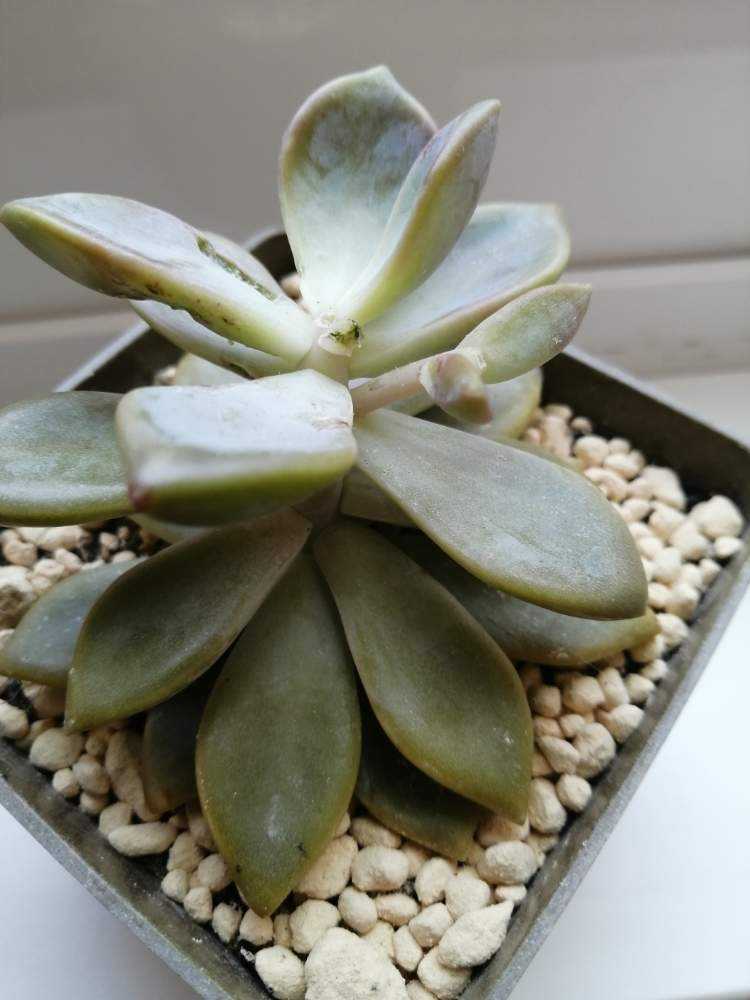 桜牡丹の胴切り｜🍀GreenSnap（グリーンスナップ）