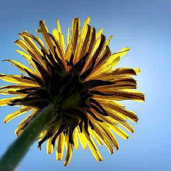 たんぽぽ ダンデライオンの投稿画像一覧 Greensnap グリーンスナップ