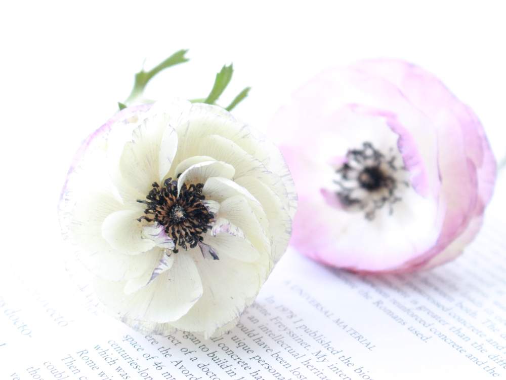 ラナンキュラスの投稿画像 By Hana Akariさん ドライフラワー 作りと春のお花とminne ミンネ と白い植物フォトコンとアンティーク雑貨とアンティークとナチュラルスタイルと花のある暮らしとドライフラワー作り講座 月3月18日 Greensnap グリーンスナップ