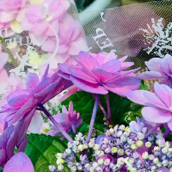 紫陽花 冬景色の投稿画像一覧 Greensnap グリーンスナップ