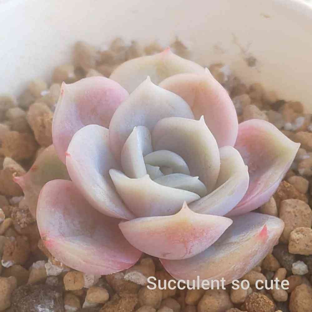 cute ♥️ ブルーサプライズ錦の一覧｜🍀GreenSnap（グリーンスナップ）