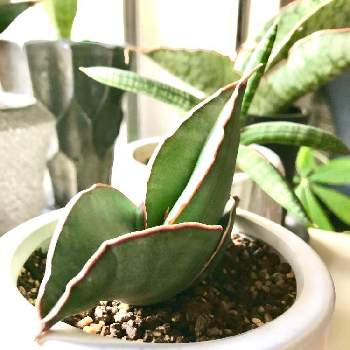 バナナ サンスベリアの投稿画像一覧 Greensnap グリーンスナップ