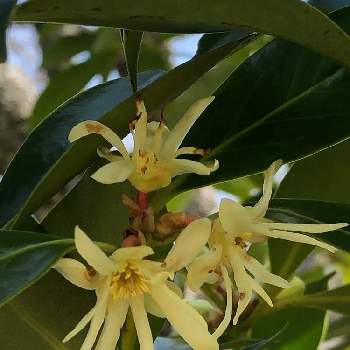 香の花 コウノハナ 櫁 シキミ の投稿画像一覧 Greensnap グリーンスナップ