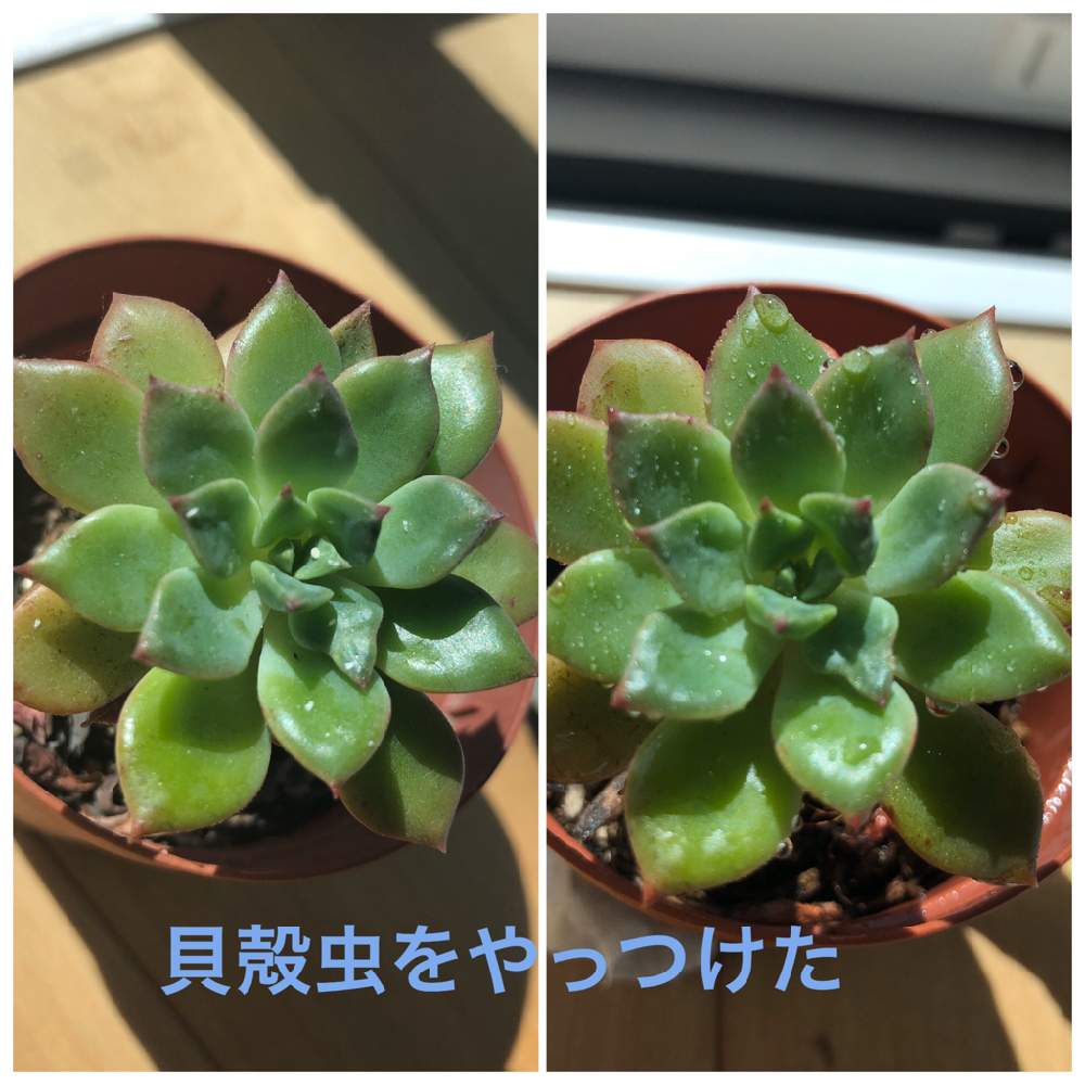 多肉中毒の投稿画像 By えっちゃんさん 多肉植物と多肉大好きとカイガラムシ駆除と復活と多肉女子とタニラーと多肉初心者とエメラルドリップと窓辺とhcと 多肉中毒と多肉植物と多肉大好きとカイガラムシ駆除と復活と多肉女子とタニラーと多肉初心者とhc 月3月19日 多肉中毒の投稿画像 By えっちゃんさん 多肉植物と多肉大好きとカイガラムシ駆除と復活と多肉女子とタニラーと多肉初心者とエメラルドリップと窓辺とhcと 多肉中毒と多肉植物と多肉大好きとカイガラムシ駆除と復活と多肉女子とタニラーと多肉初心者とhc 月3月19日