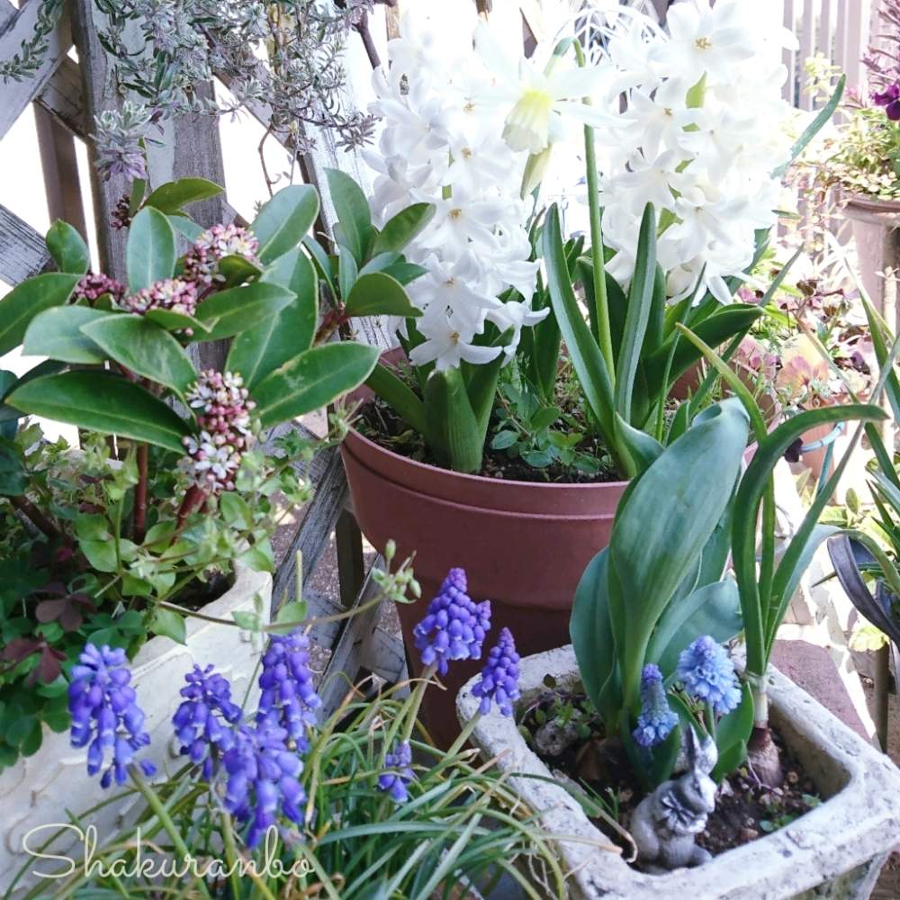 ヒヤシンスの投稿画像 By しゃくらんぼさん ムスカリとスキミアとスイセン タリアとヒヤシンスの球根としろと寄せ植えと生きてる とヒヤシンス鉢植と今日のお花と鉢植えと屋上庭園と花のある暮らしと 癒されてとトキメキ とバルコニスト 月3月19日