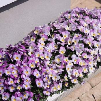 ビオラ ピンクレモンリップの投稿画像一覧 Greensnap グリーンスナップ