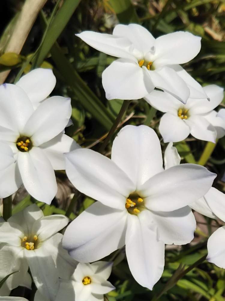 ニチニチソウの投稿画像 By ストーンフリーさん 月3月19日 Greensnap グリーンスナップ