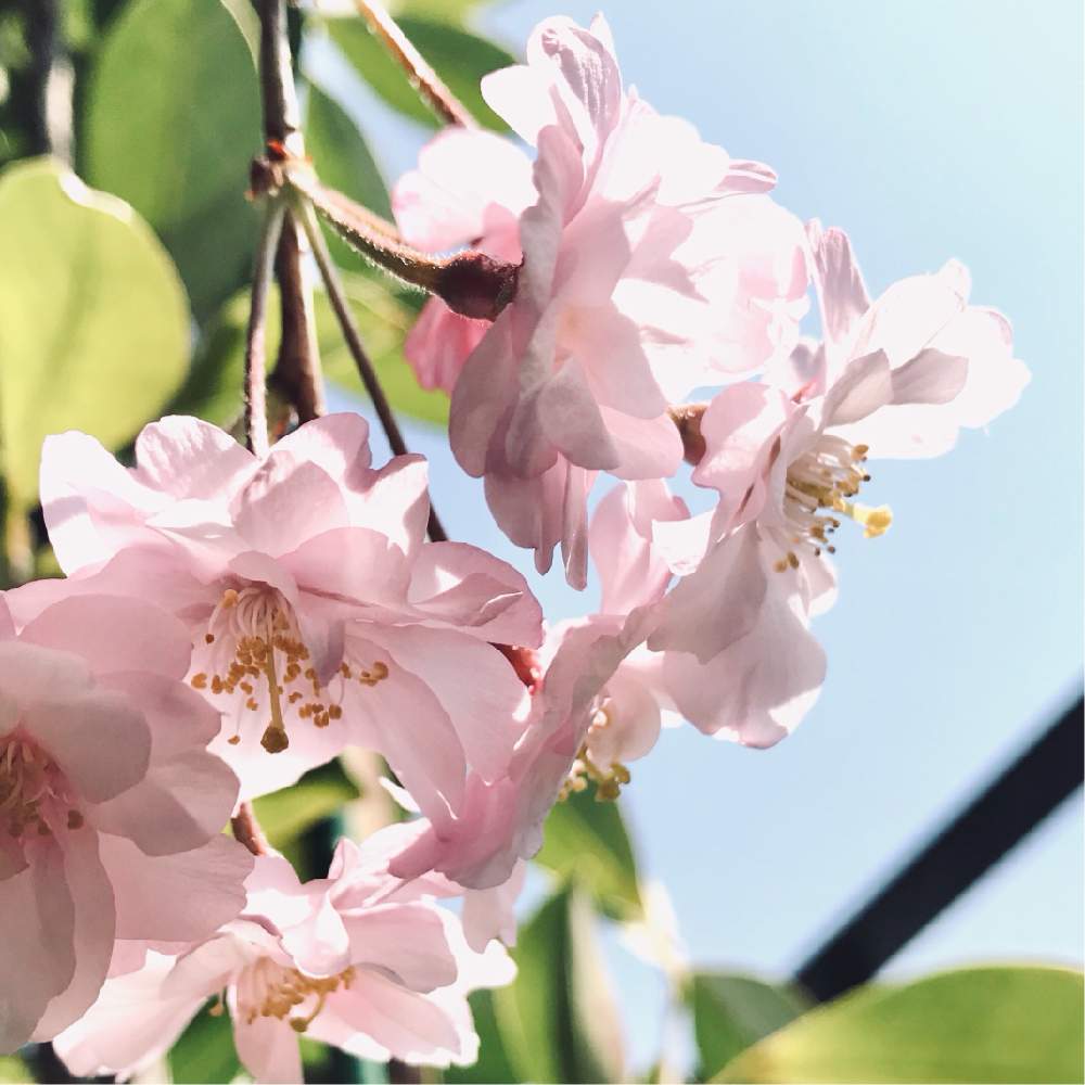 仙台枝垂桜の投稿画像 By Junjunさん さくら 月3月19日 Greensnap グリーンスナップ