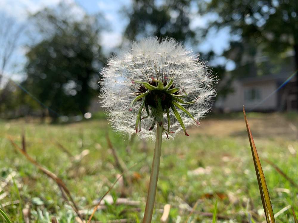 タンポポの投稿画像 By ギンピーさん タンポポの綿毛とセイヨウタンポポと白い植物フォトコン 月3月19日 Greensnap グリーンスナップ