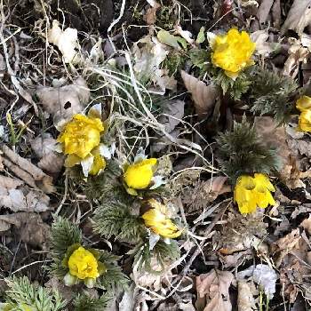 ひだまりの投稿画像一覧 Greensnap グリーンスナップ