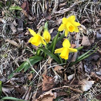 ひだまりの投稿画像一覧 Greensnap グリーンスナップ