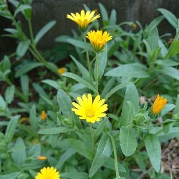 笑顔になる花の投稿画像一覧 Greensnap グリーンスナップ