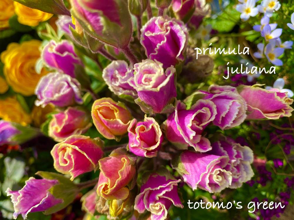 プリムラの投稿画像 By Totomoさん プリムラ ジュリアンと花のある暮らしとプリムラジュリアン と プリムラとピンク ピンクとおうち園芸 月3月19日 Greensnap グリーンスナップ