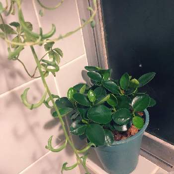 浴室の投稿画像一覧 Greensnap グリーンスナップ