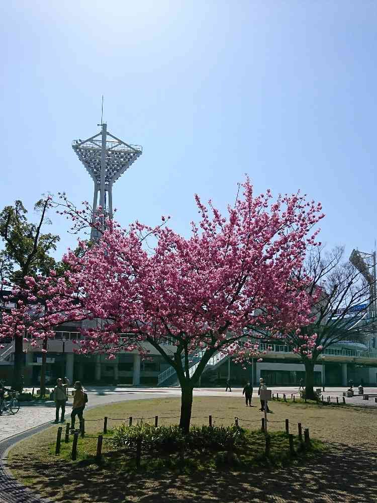 Momorin　　さんの横浜公園への投稿