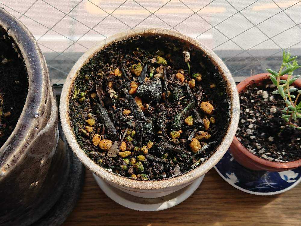 ザクロ実生記録 Greensnap グリーンスナップ