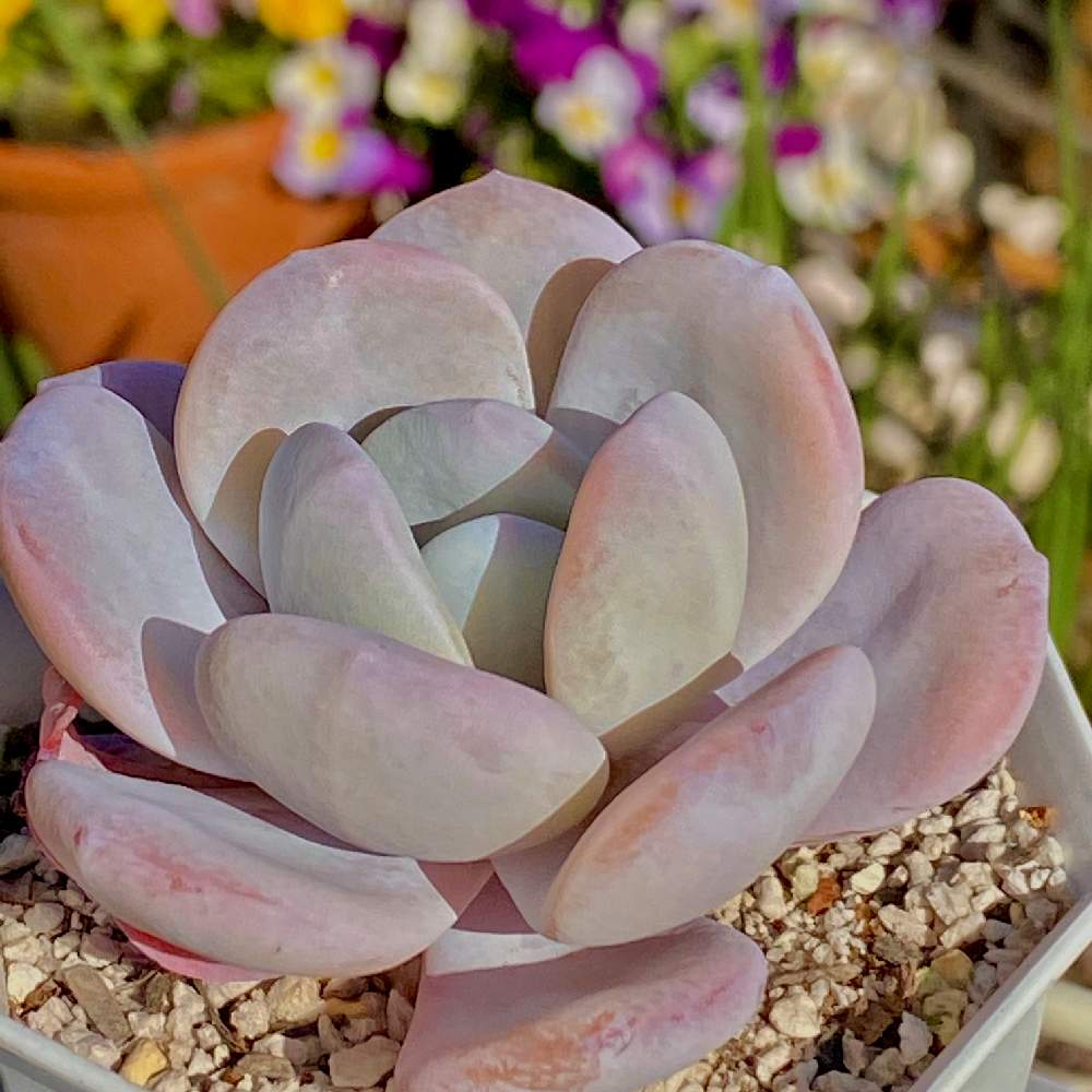 ピンクラウイ 多肉植物 lpkmss.com