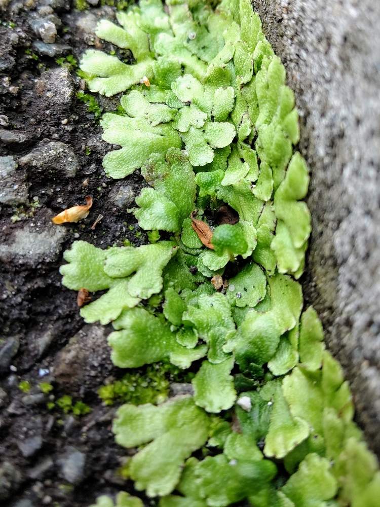 ジンガサゴケの投稿画像 By 珊瑚さん 花のある暮らしと兵庫県と苔 こけ と神戸垂水とコケ植物と苔輪ピック選考会とgs有料化反対 月3月日 Greensnap グリーンスナップ