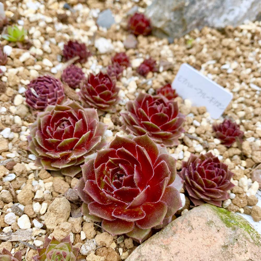 センペルビウム モアハニーブルーホリズンの投稿画像 By Guchaさん Sempervivum More Honey Blue Horizonと魅惑の センペルビウムと多肉植物のすてきアレンジとロザん家の花壇 月3月日 Greensnap グリーンスナップ