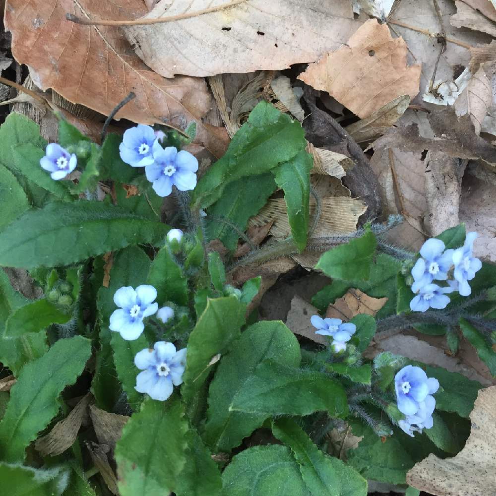 ヤマルリソウ 山瑠璃草 の投稿画像 By Ciita Gardenさん 多摩丘陵と山野草と雑木林で 月3月日 Greensnap グリーンスナップ ヤマルリソウ 山瑠璃草 の投稿画像 By Ciita Gardenさん 多摩丘陵と山野草と雑木林で 月3月日 Greensnap グリーンスナップ