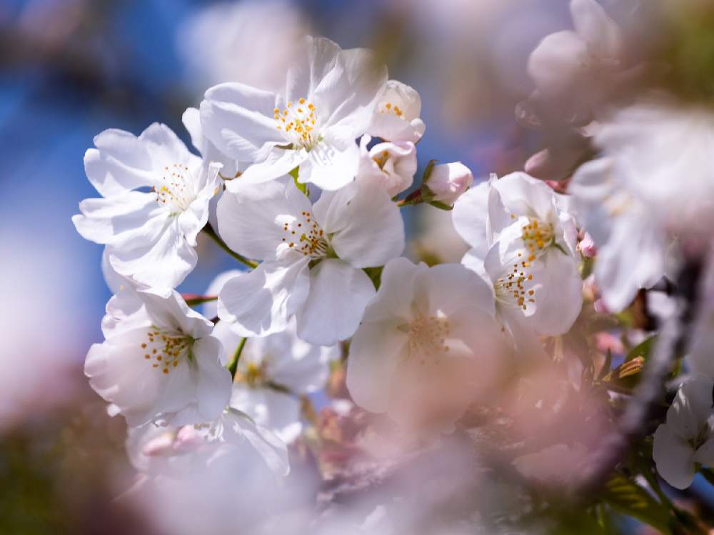 アマギヨシノの投稿画像 By Houroumonoさん 白い花とさくら 桜 サクラ 月3月日 Greensnap グリーンスナップ