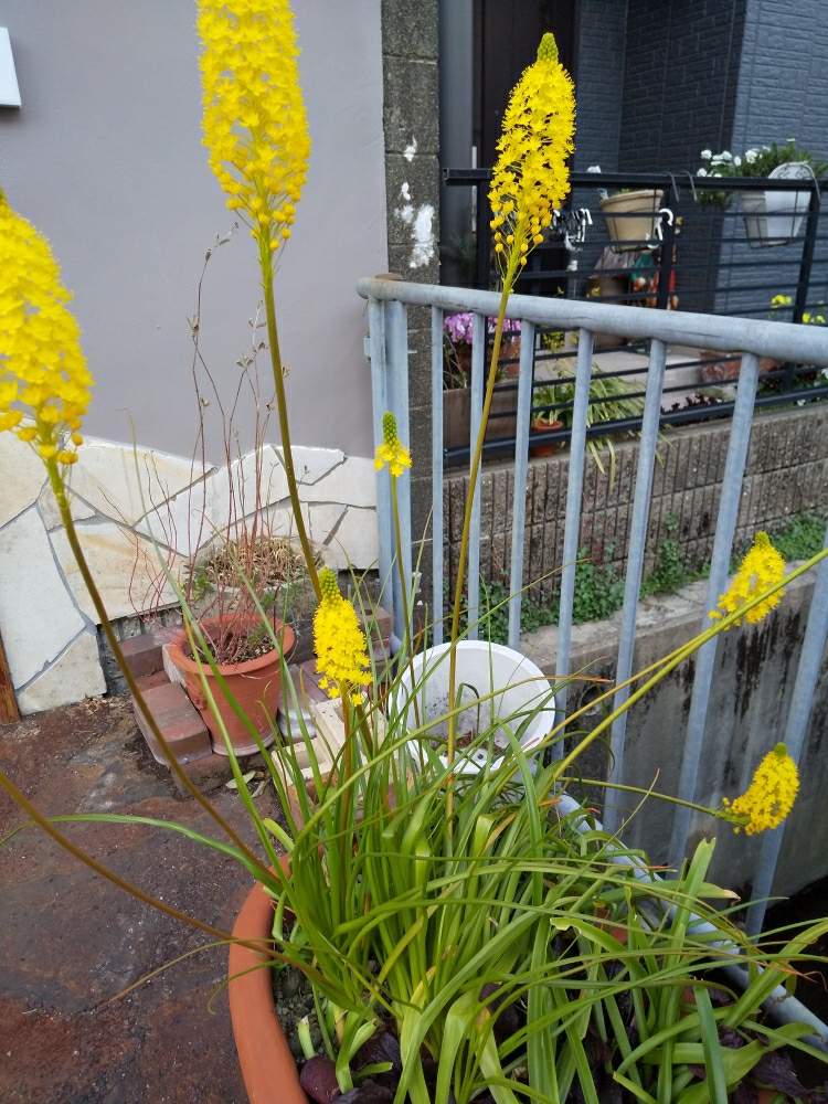 可愛い ね の投稿画像 By じゅんさん かれんな花といやし と黄色のお花とはなやかと自然の美と花いきいき元気と美しい とブルビネラの花とブルビネラ Bulbinella とブルビネラ 月3月日 Greensnap グリーンスナップ