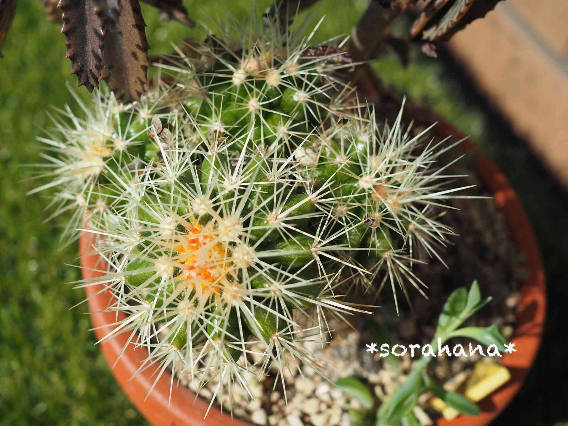 金鯱にお花咲かせ隊🌱｜🍀GreenSnap（グリーンスナップ）