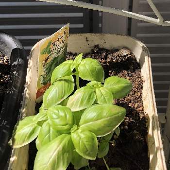 バジルの投稿画像一覧 Greensnap グリーンスナップ